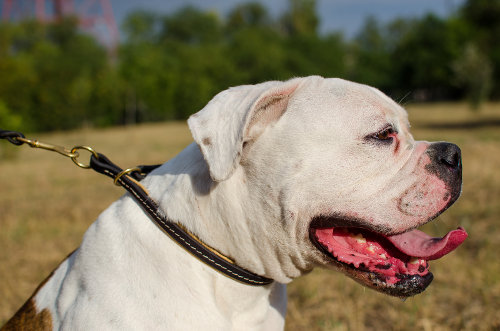 American Bulldog Collar